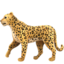 🐆 🐆